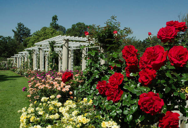 Rose Garden with ˋDrop Dead Redˊ Roses, Huntington Botanical Gardens by ...