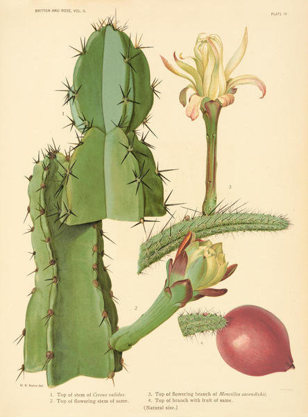 Cereus validus and Monvillea cavendishii, 1919 by Nathaniel Lord ...