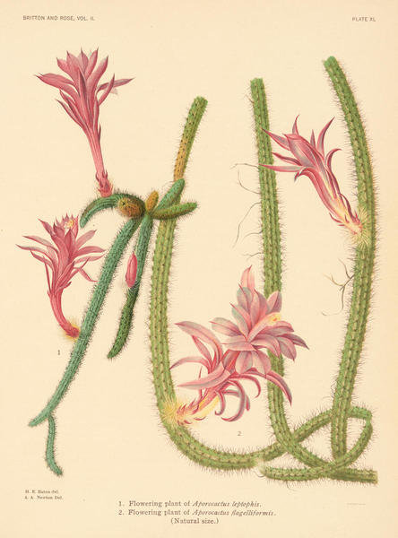 Aporocactus leptopis and A. flagelliformis, 1919 by Nathaniel Lord ...